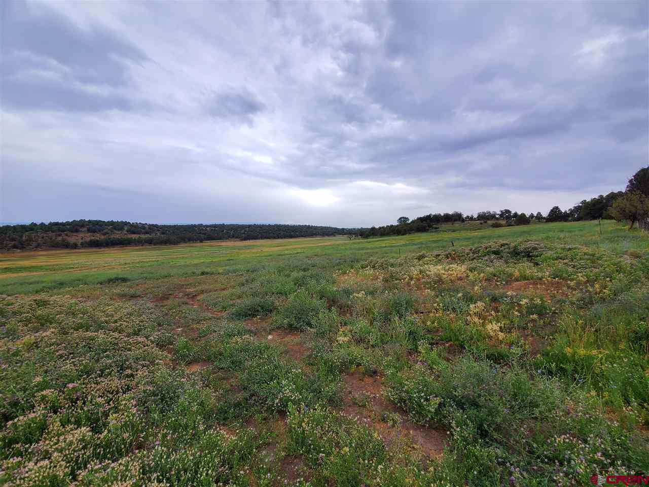 35386 3775th Road Redvale, CO 81431 - Photo 4 of 12