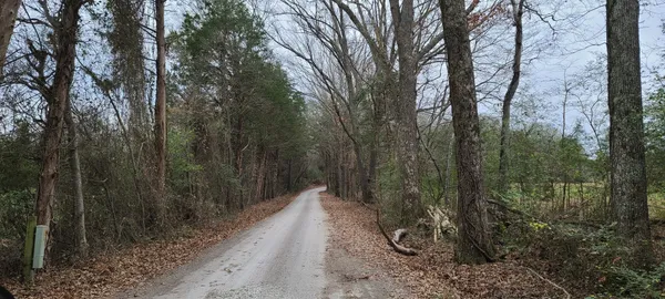 a view of a forest with trees