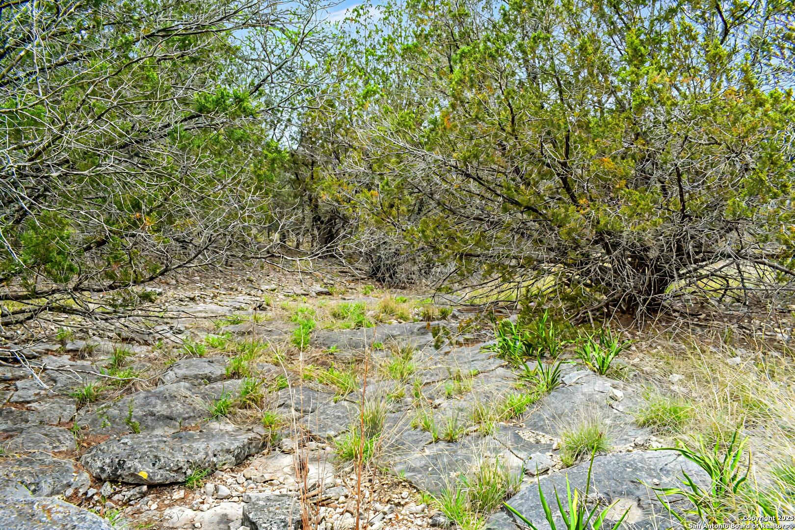90 Tasiwoo Pvt Road Harper, TX 78631 - Photo 8 of 22 a view of a yard with a tree