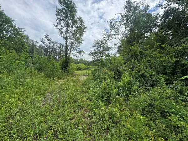 a view of a lush green forest