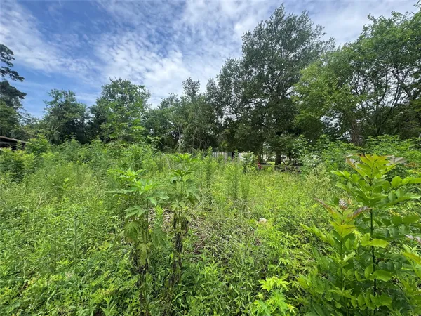 a view of a lush green forest