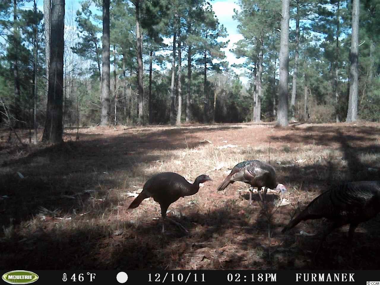 1-2 Harvey Road Loris, SC 29569 - Photo 15 of 18 Gallery Image 15