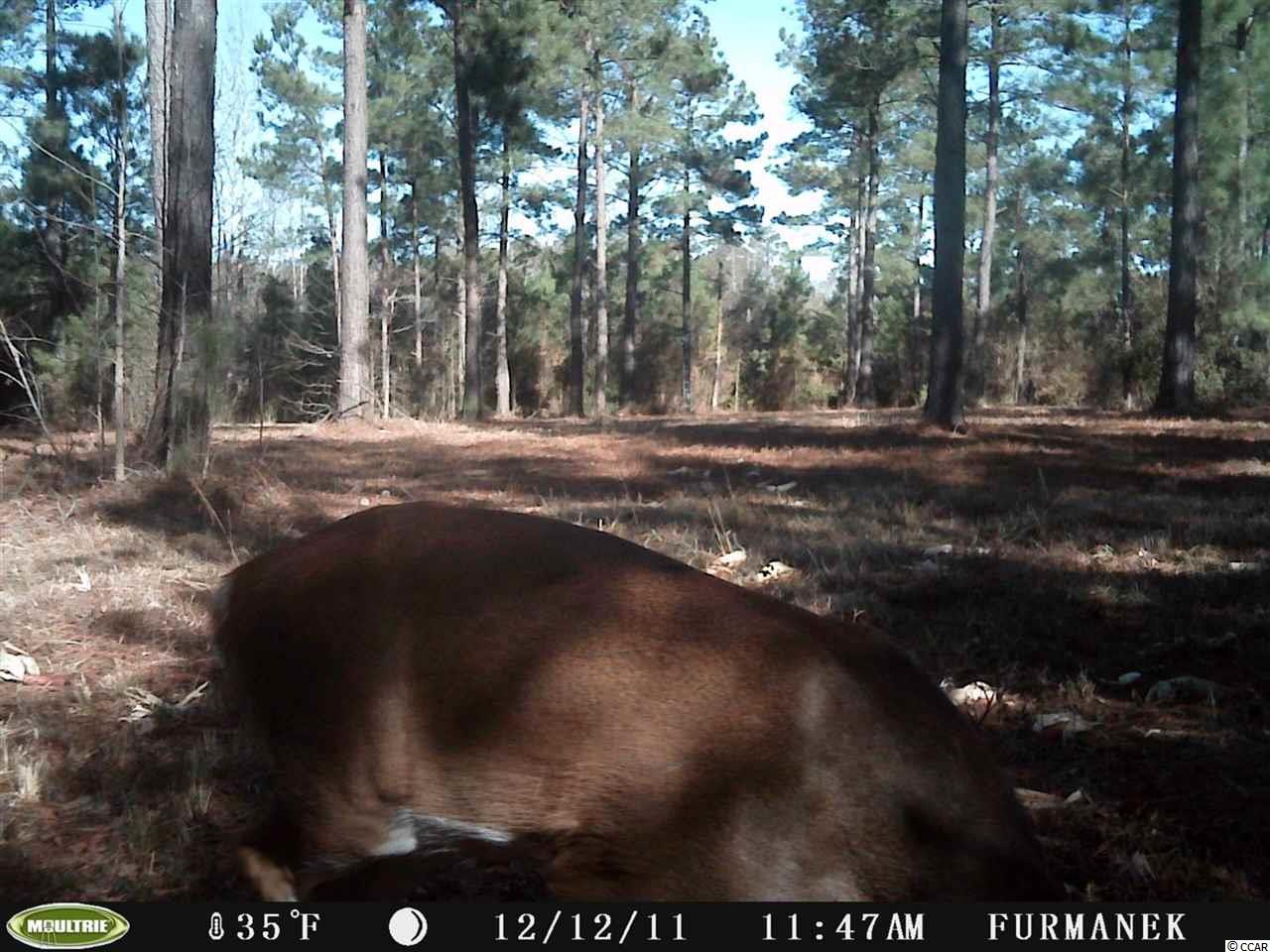 1-2 Harvey Road Loris, SC 29569 - Photo 16 of 18 Gallery Image 16