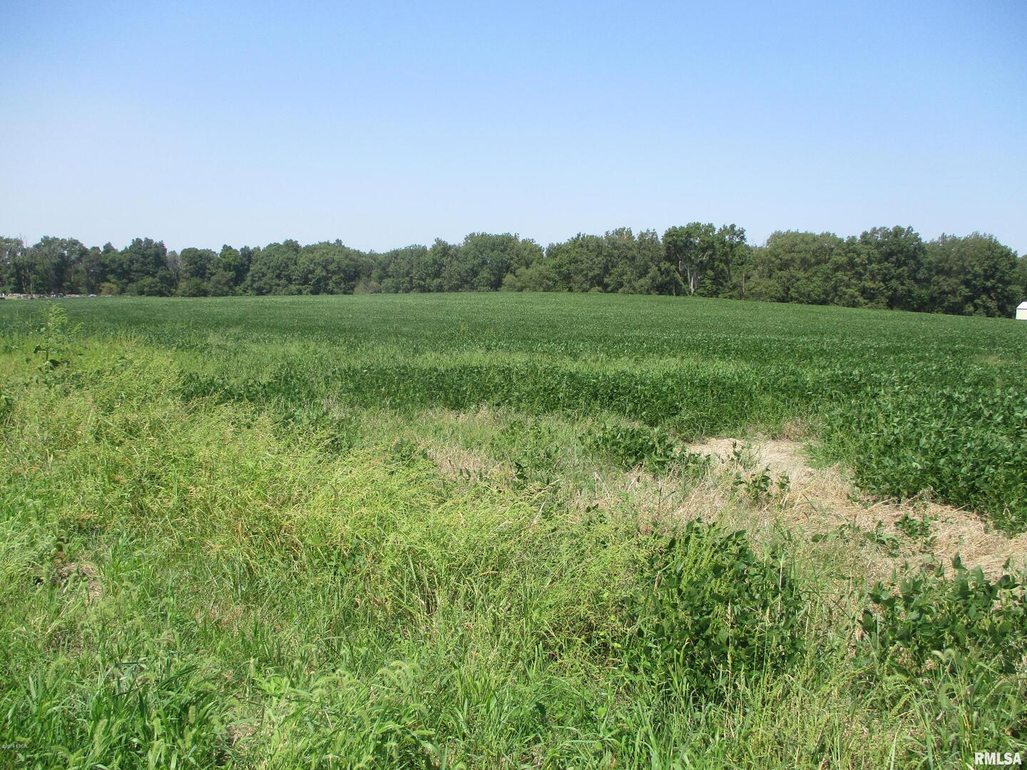 0 South Jenette Avenue Buckner, IL 62819 - Photo 1 of 10 a view of a big yard with large trees