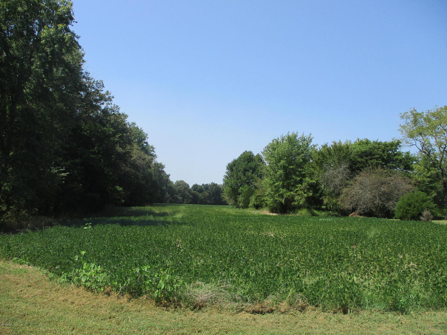 0 South Jenette Avenue Buckner, IL 62819 - Photo 6 of 10 a view of a grassy field with trees