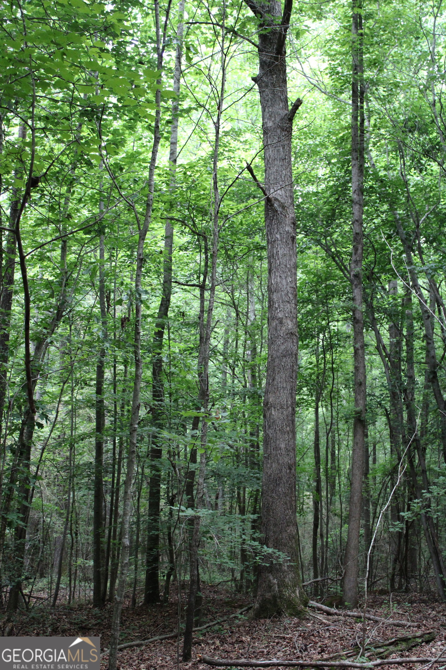 2 Garnett Ward Road Hull, GA 30646 - Photo 5 of 24 a view of forest