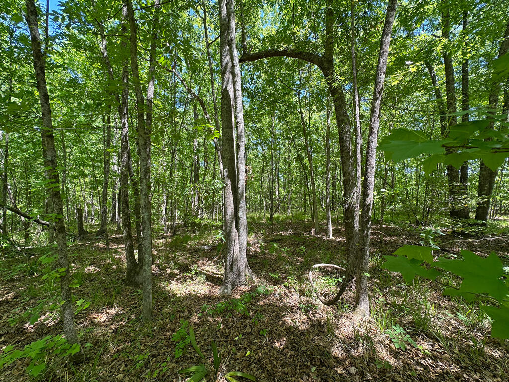 4230 West Quaker Road Keysville, GA 30816 - Photo 15 of 19 57woods