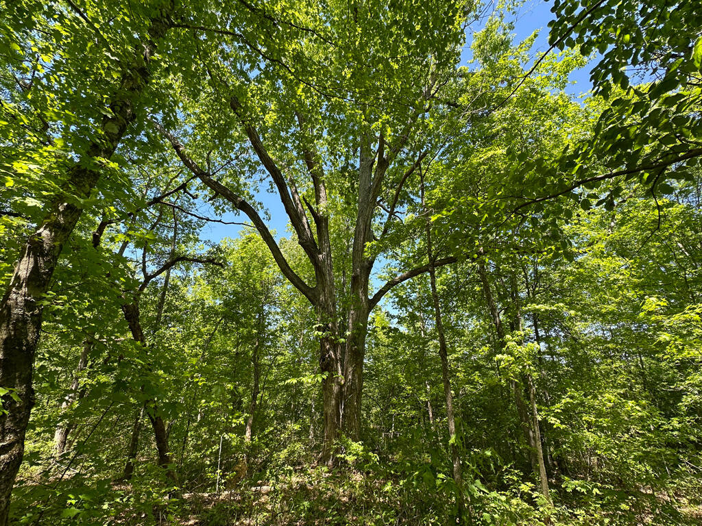 4230 West Quaker Road Keysville, GA 30816 - Photo 16 of 19 57whiteOak