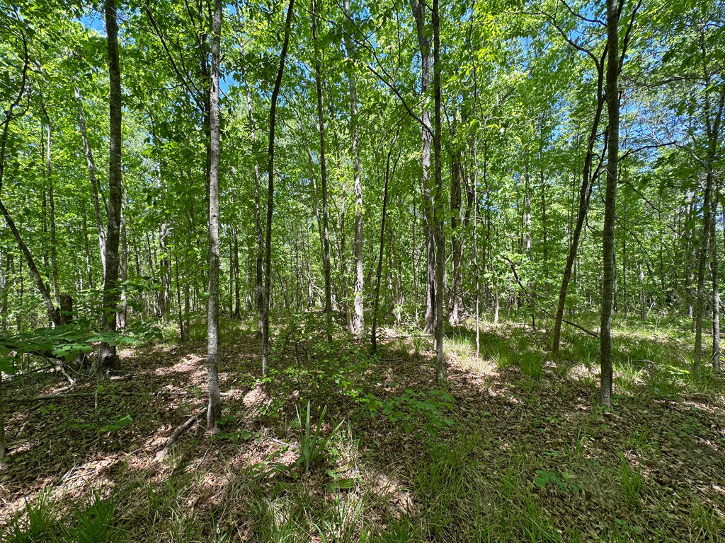 4230 West Quaker Road Keysville, GA 30816 - Photo 17 of 19 57woods2