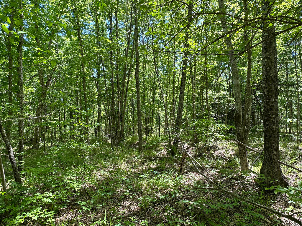 4230 West Quaker Road Keysville, GA 30816 - Photo 19 of 19 57woods3