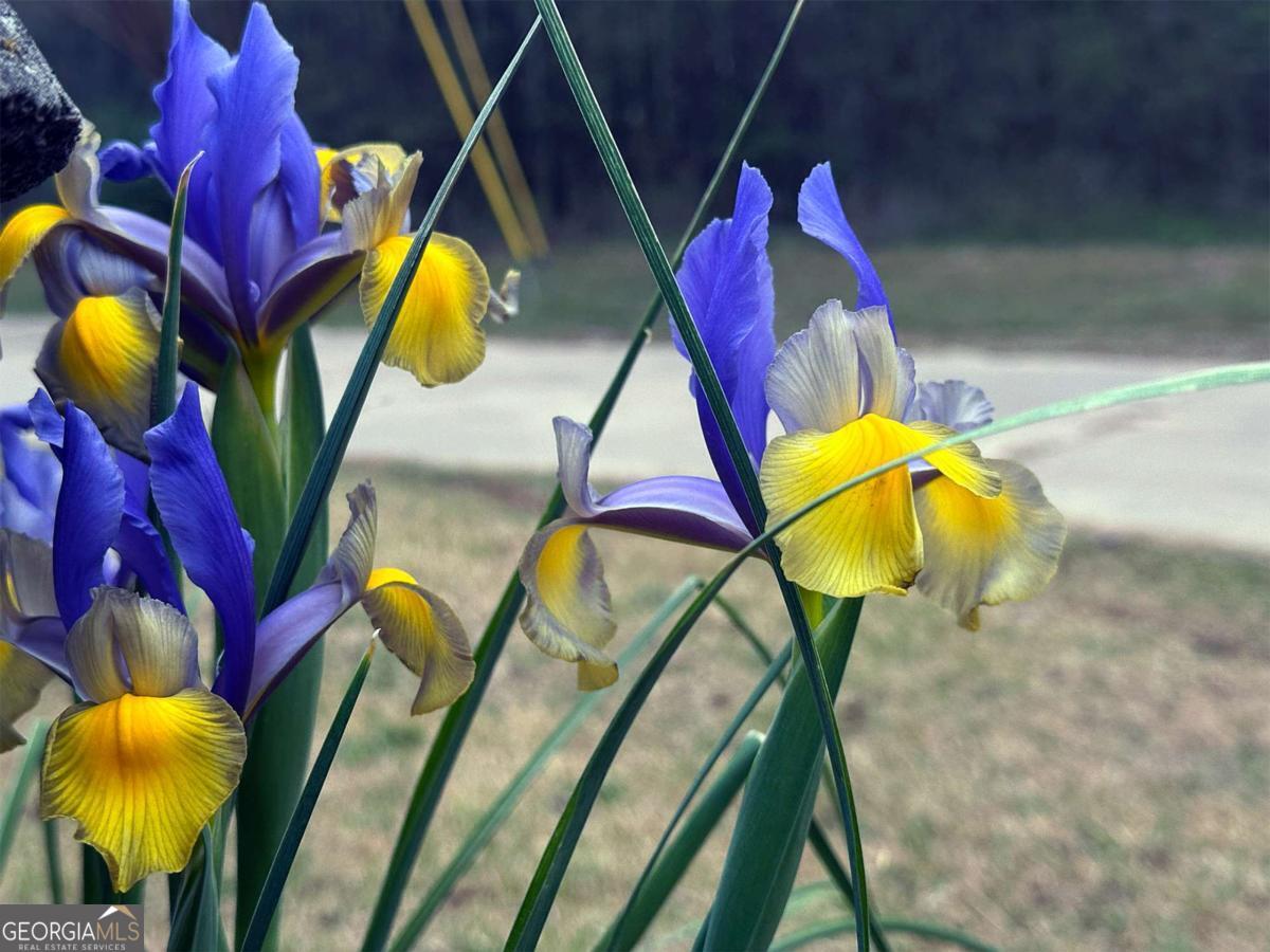 1104 Farm Road Colbert, GA 30628 - Photo 30 of 39 Iris