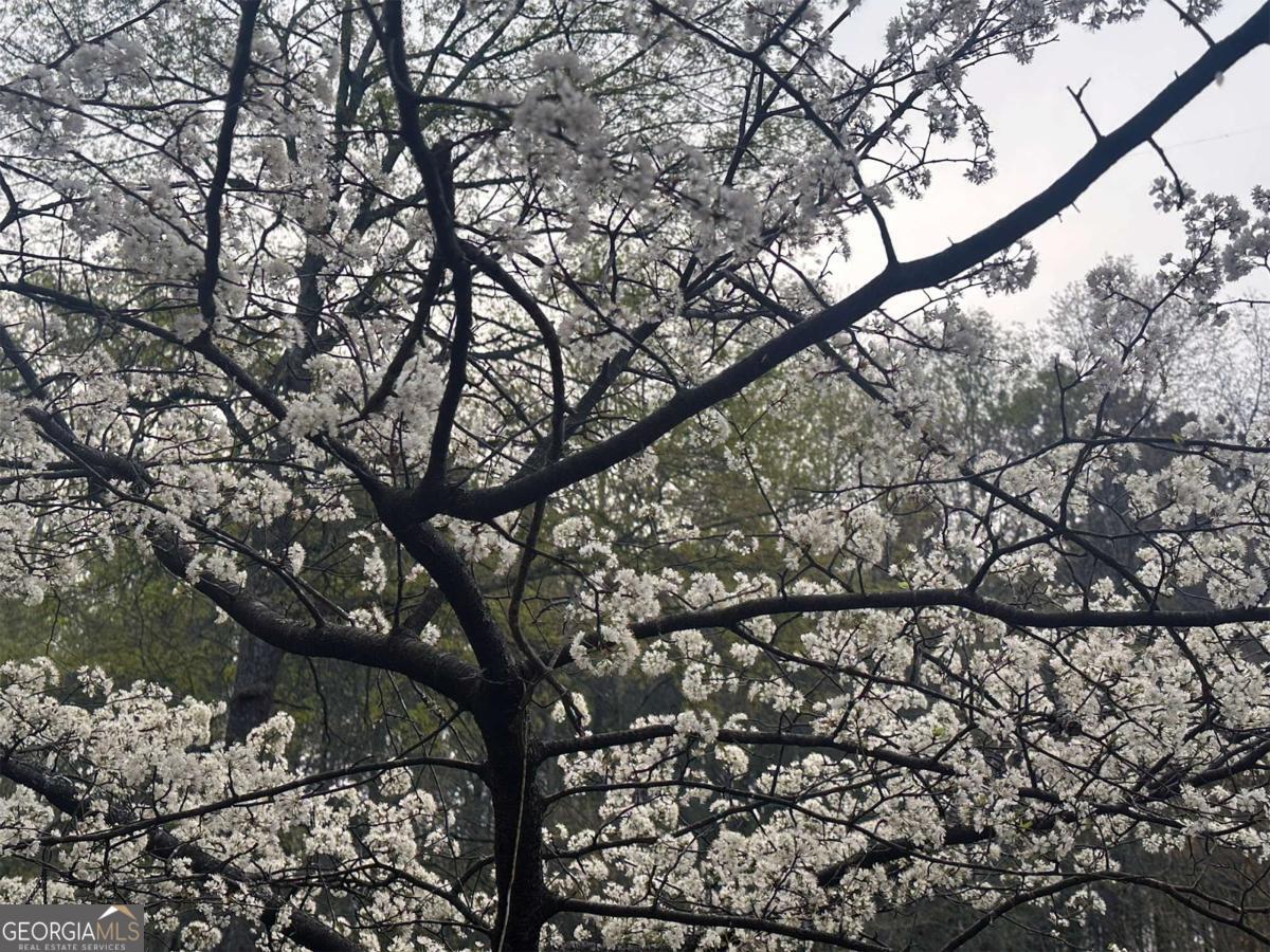 1104 Farm Road Colbert, GA 30628 - Photo 31 of 39 Tree