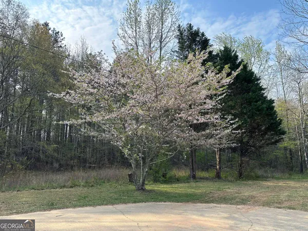 a view of a yard