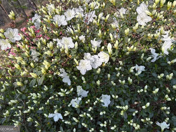 a view of flowers