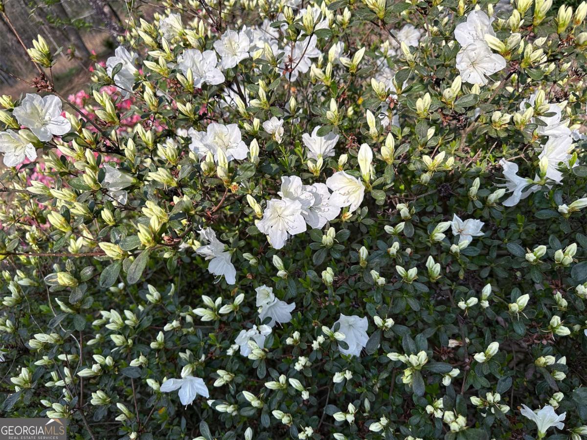 1104 Farm Road Colbert, GA 30628 - Photo 33 of 39 Azalea