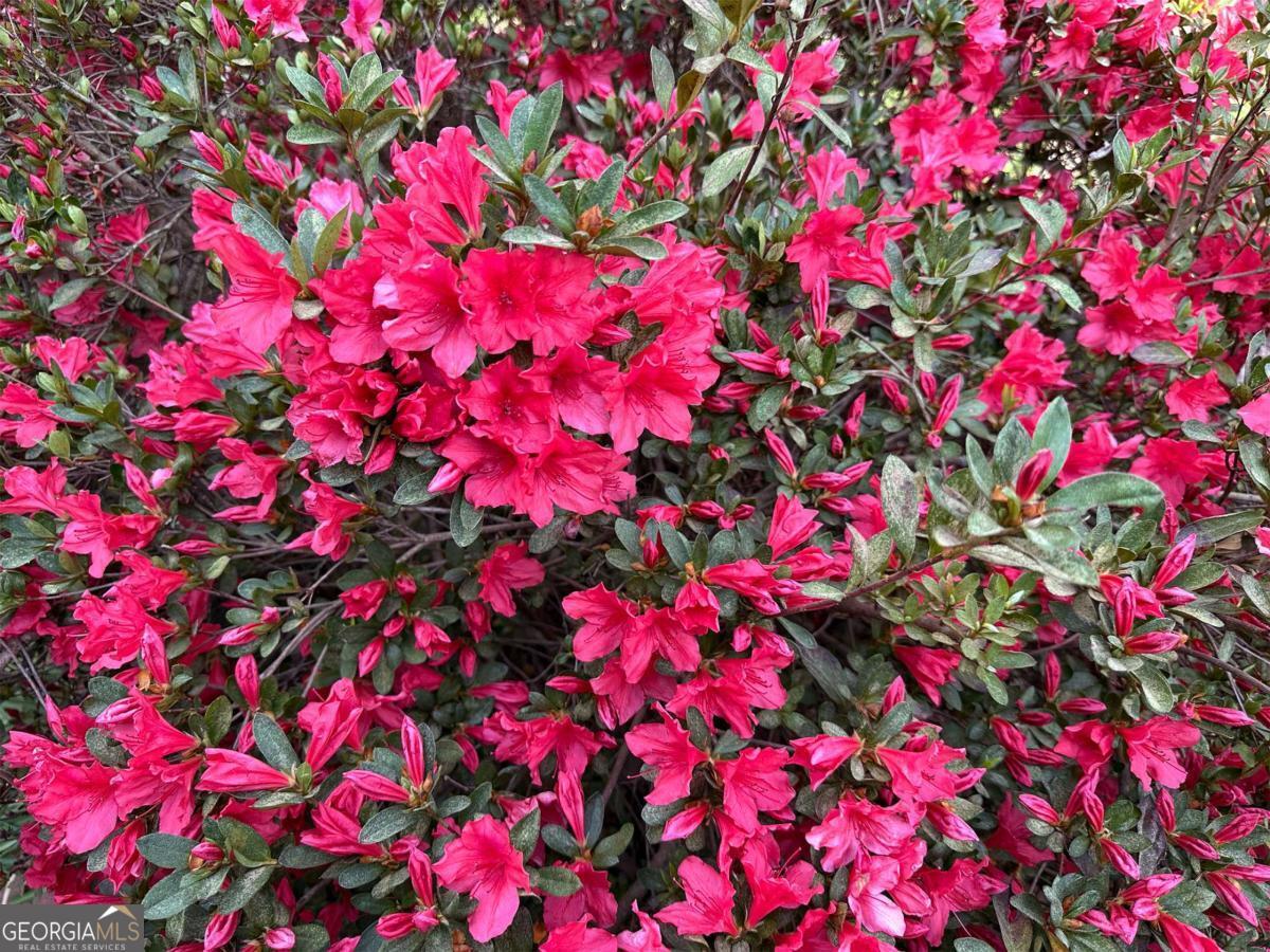 1104 Farm Road Colbert, GA 30628 - Photo 34 of 39 Azalea
