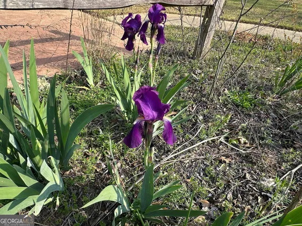 a view of a flower