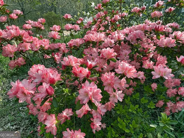 a view of a bunch of flowers