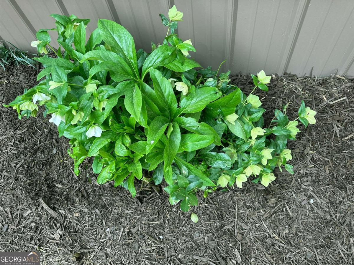1104 Farm Road Colbert, GA 30628 - Photo 37 of 39 Lenten Rose