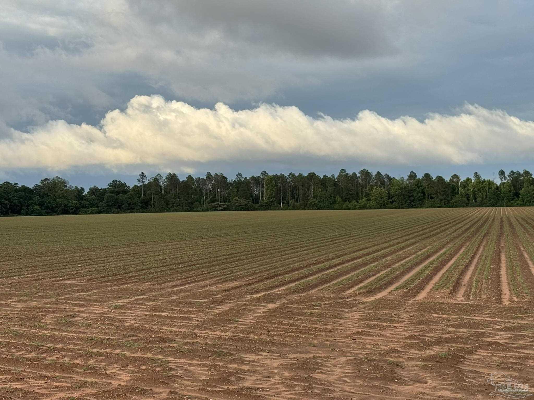 0 Old Stage Road Repton, AL 36475 - Photo 16 of 27
