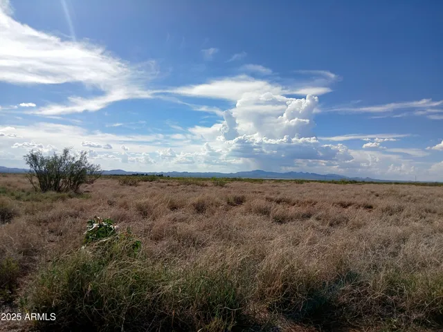 a view of a dry yard