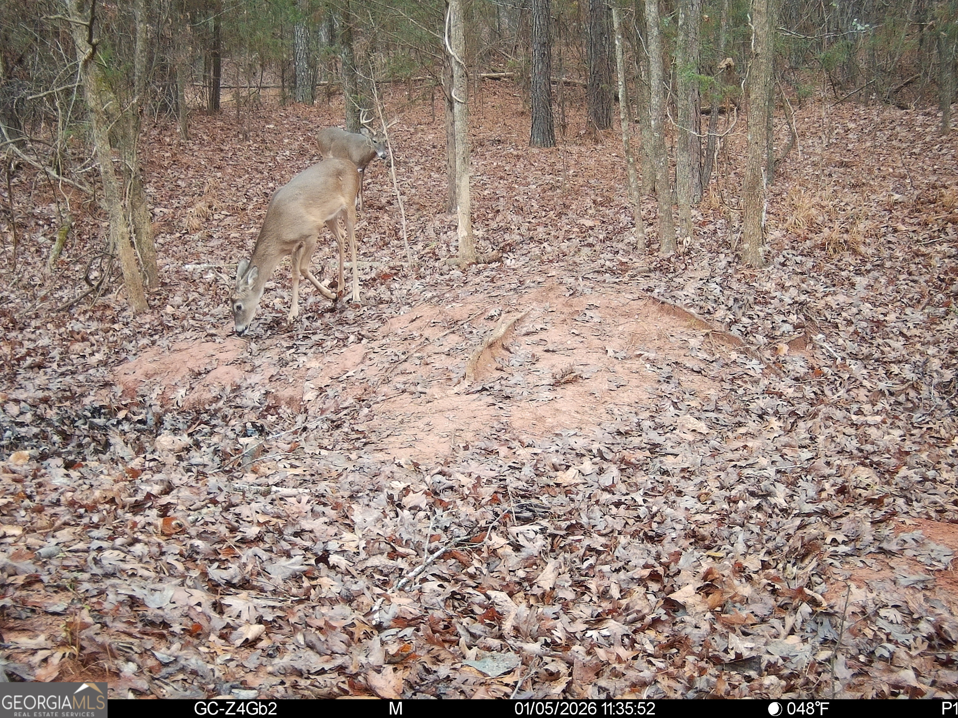 2486 Hulmes Chapel Road Elberton, GA 30635 - Photo 63 of 77