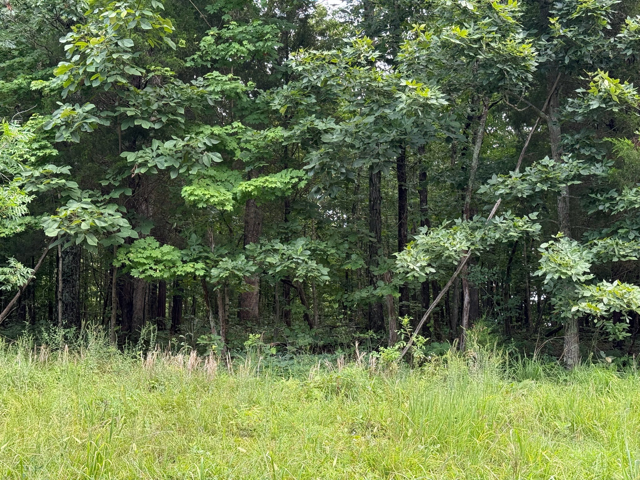 0 Lone Hill Road Falls Of Rough, KY 40119 - Photo 3 of 14 Gallery Image 3