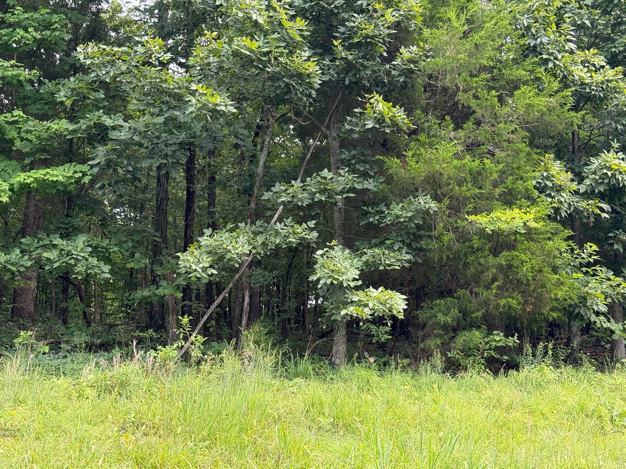 0 Lone Hill Road Falls Of Rough, KY 40119 - Photo 4 of 14 Gallery Image 4