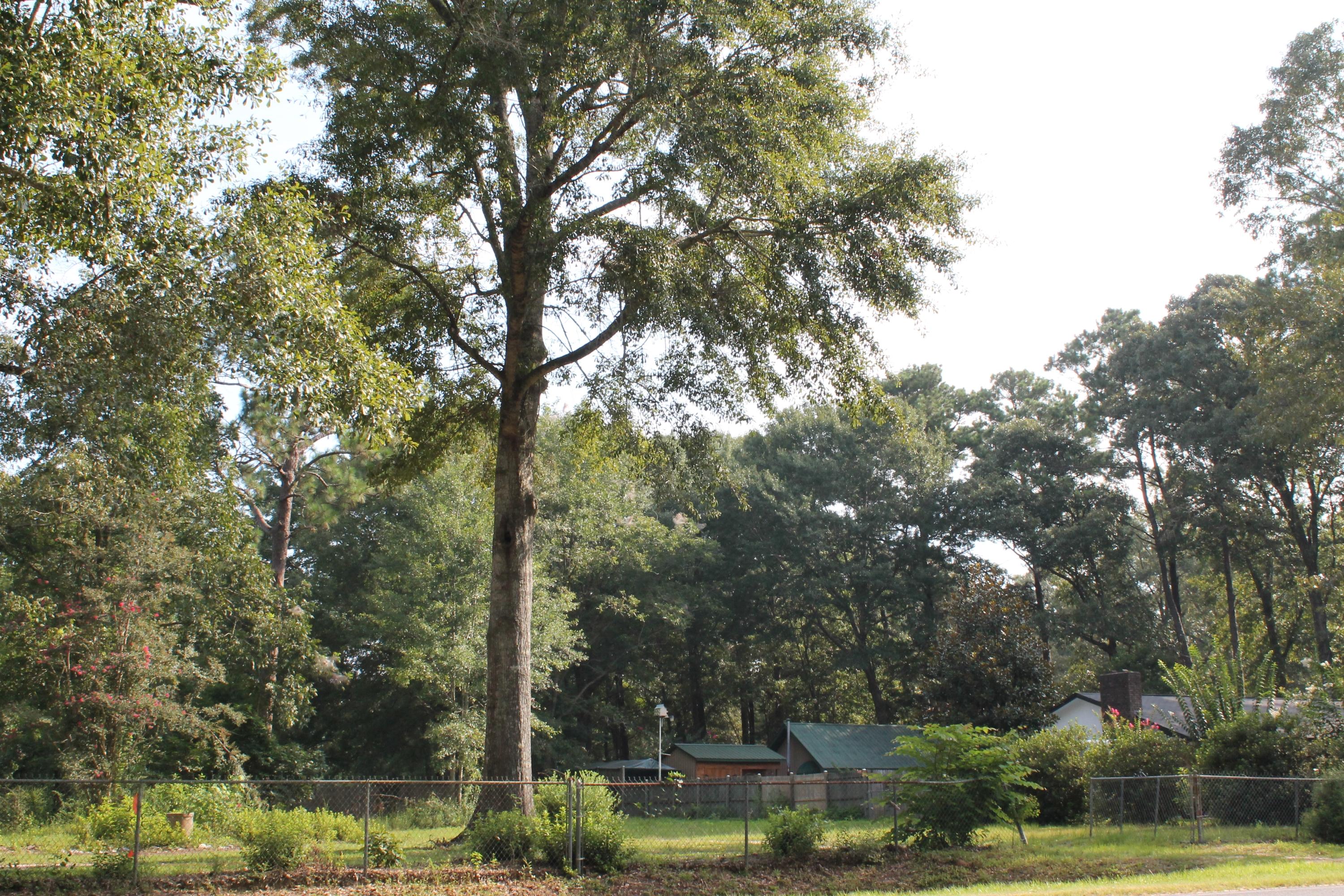 6 Old Bethel Road Crestview, FL 32536 - Photo 8 of 9 IMG_1864