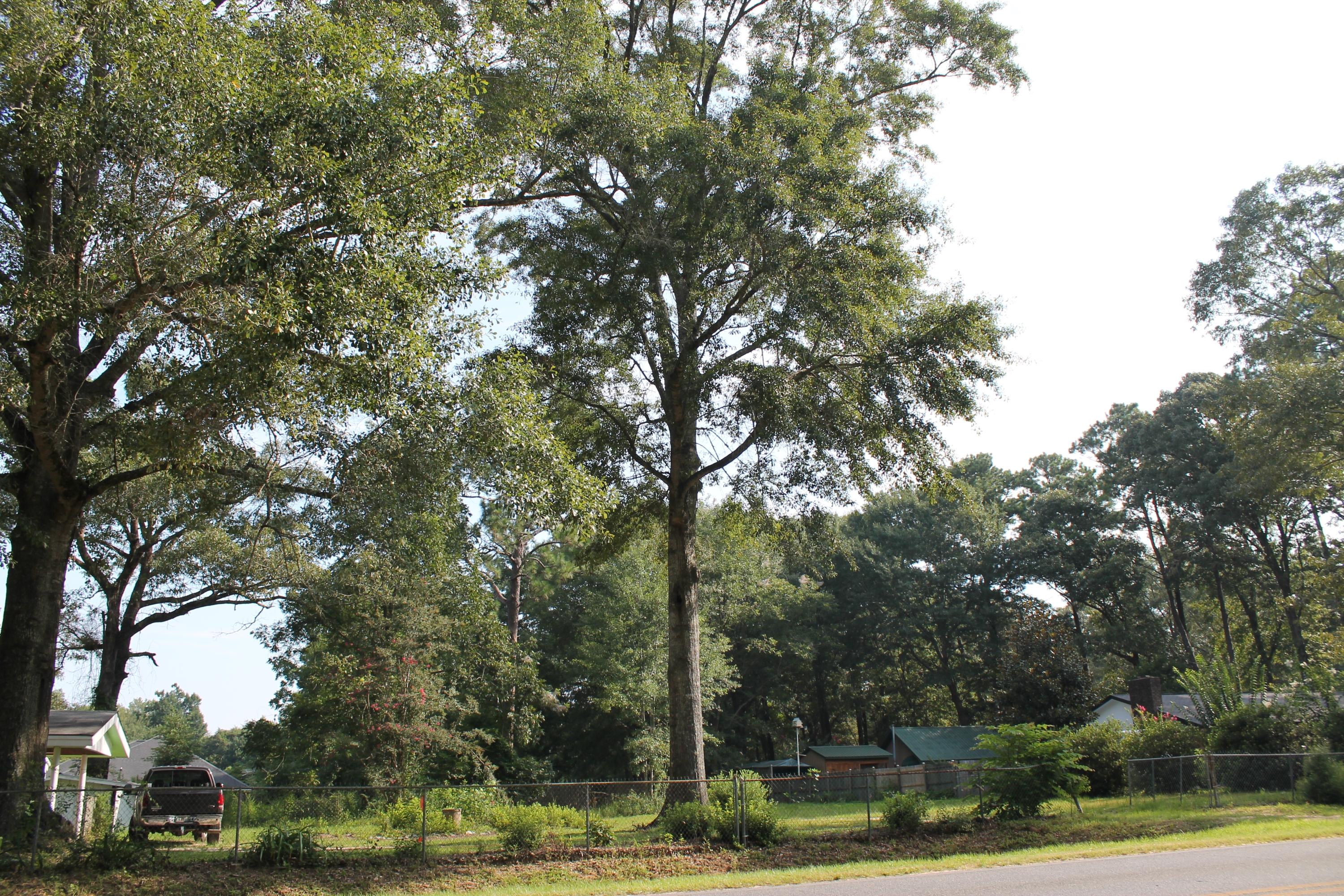 6 Old Bethel Road Crestview, FL 32536 - Photo 9 of 9 IMG_1865