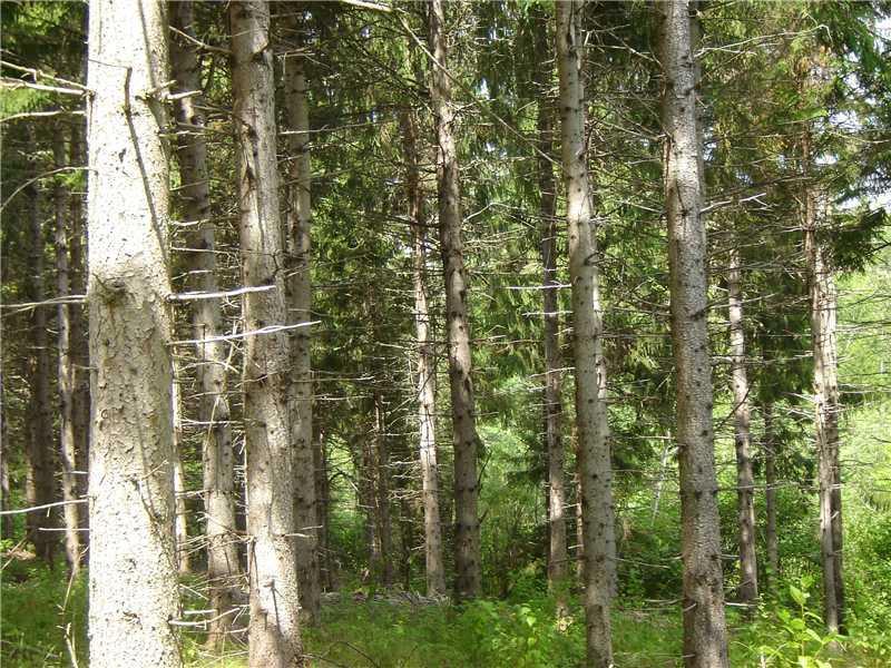 0 Grivois Road Grand Isle, ME 04746 - Photo 2 of 7 Land/Lot.