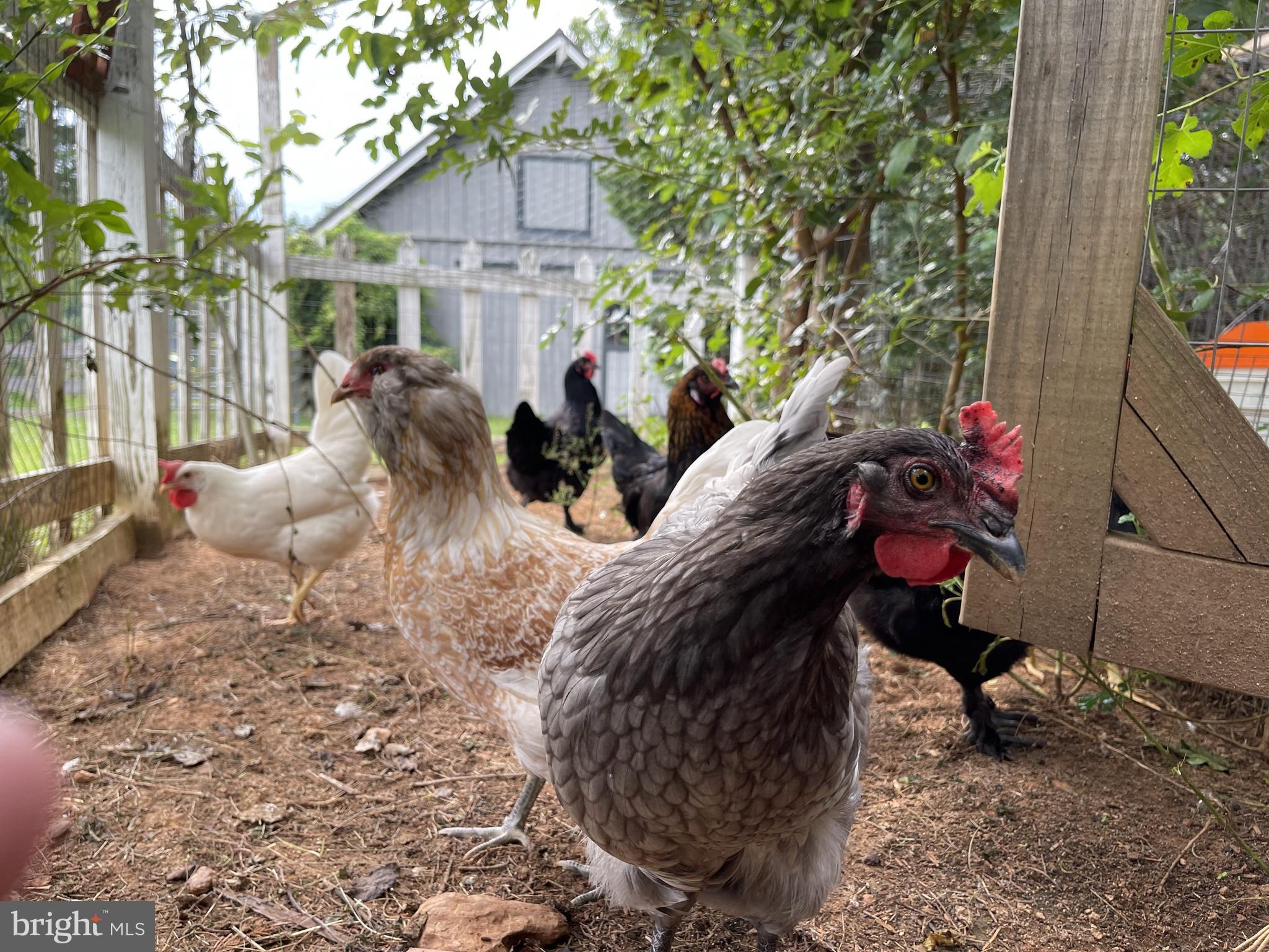 440 Montpelier Road Great Falls, VA 22066 - Photo 60 of 79 a view of a house with a yard