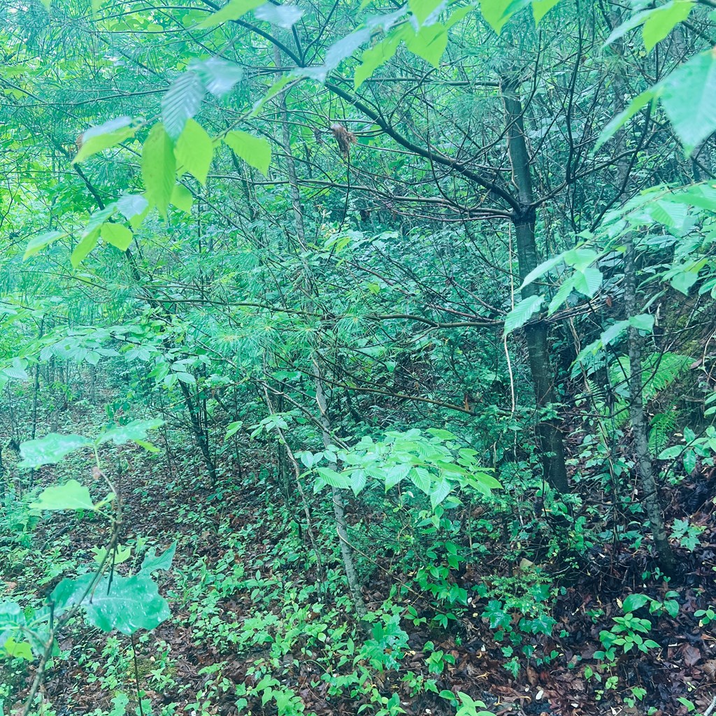 0 Owl Creek Road Murphy, NC 28906 - Photo 4 of 4