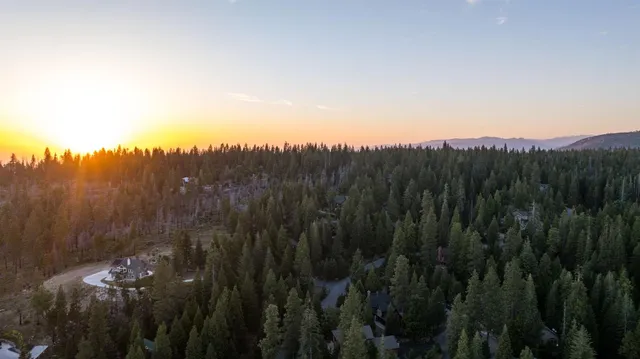 a view of a lush green forest with trees in the background