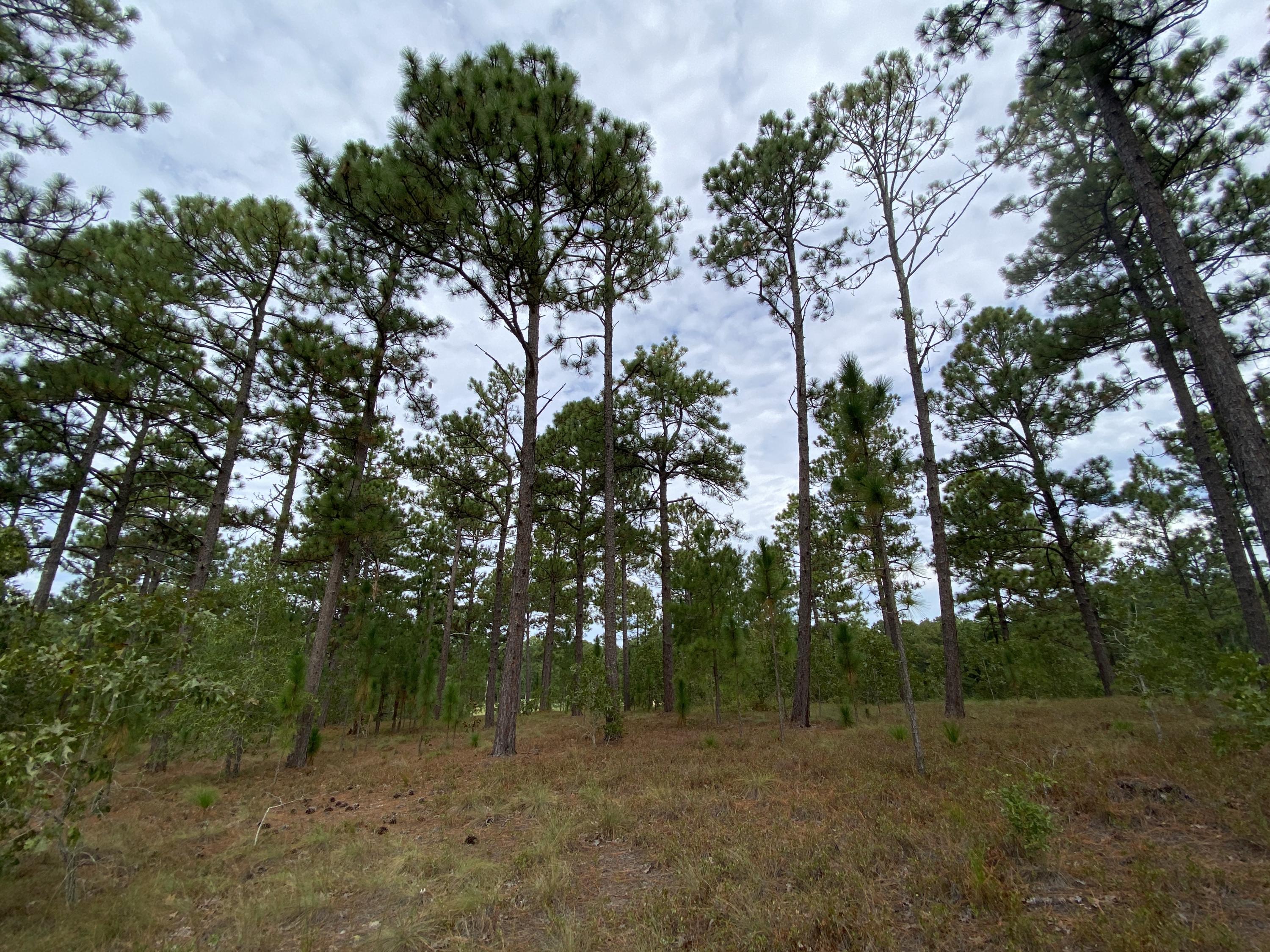 14 Ridgeland Street Pinehurst, NC 28374 - Photo 2 of 11 Mature Pines on the Lot