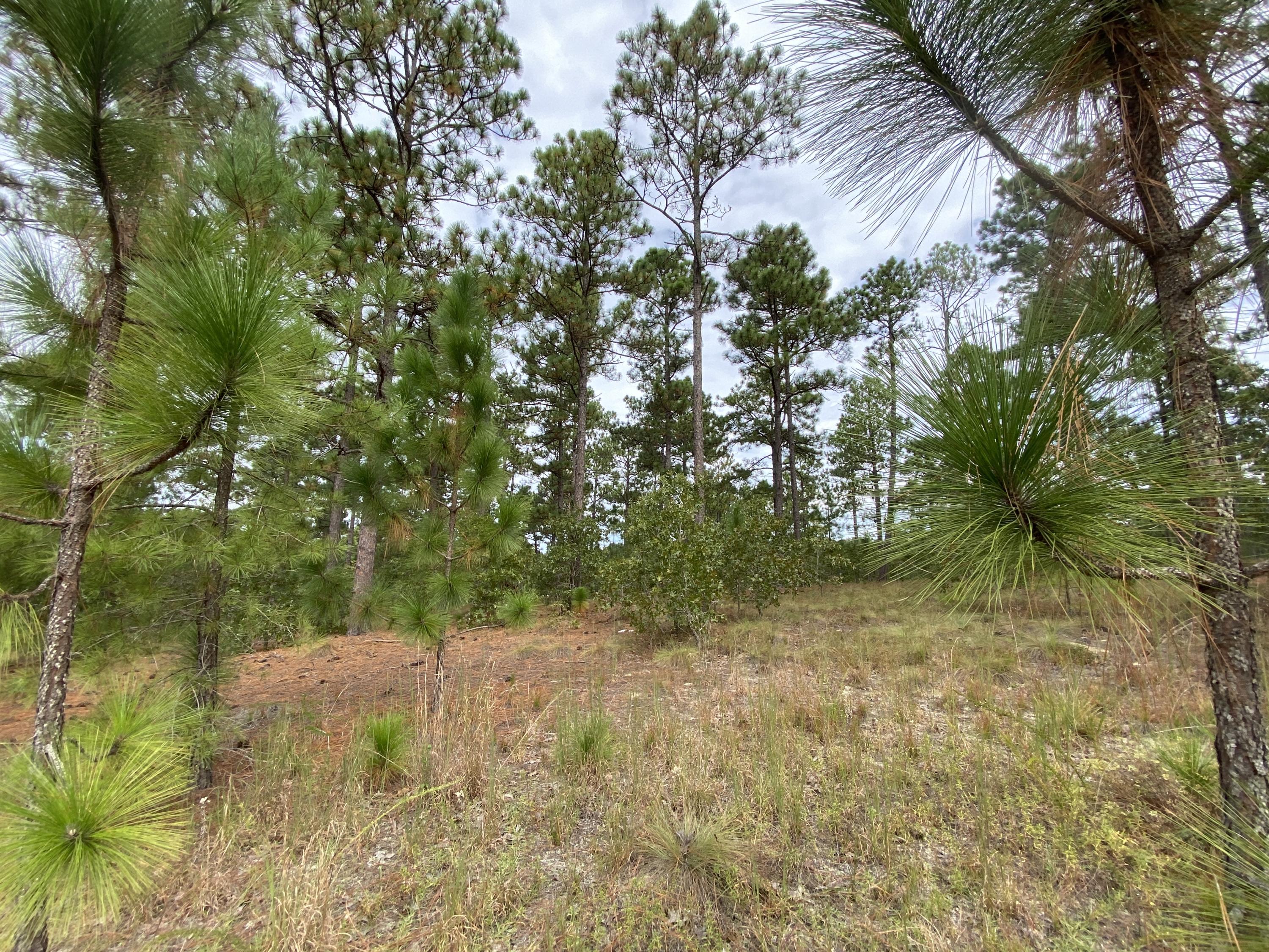 14 Ridgeland Street Pinehurst, NC 28374 - Photo 4 of 11 Some Younger Longleaf Pines