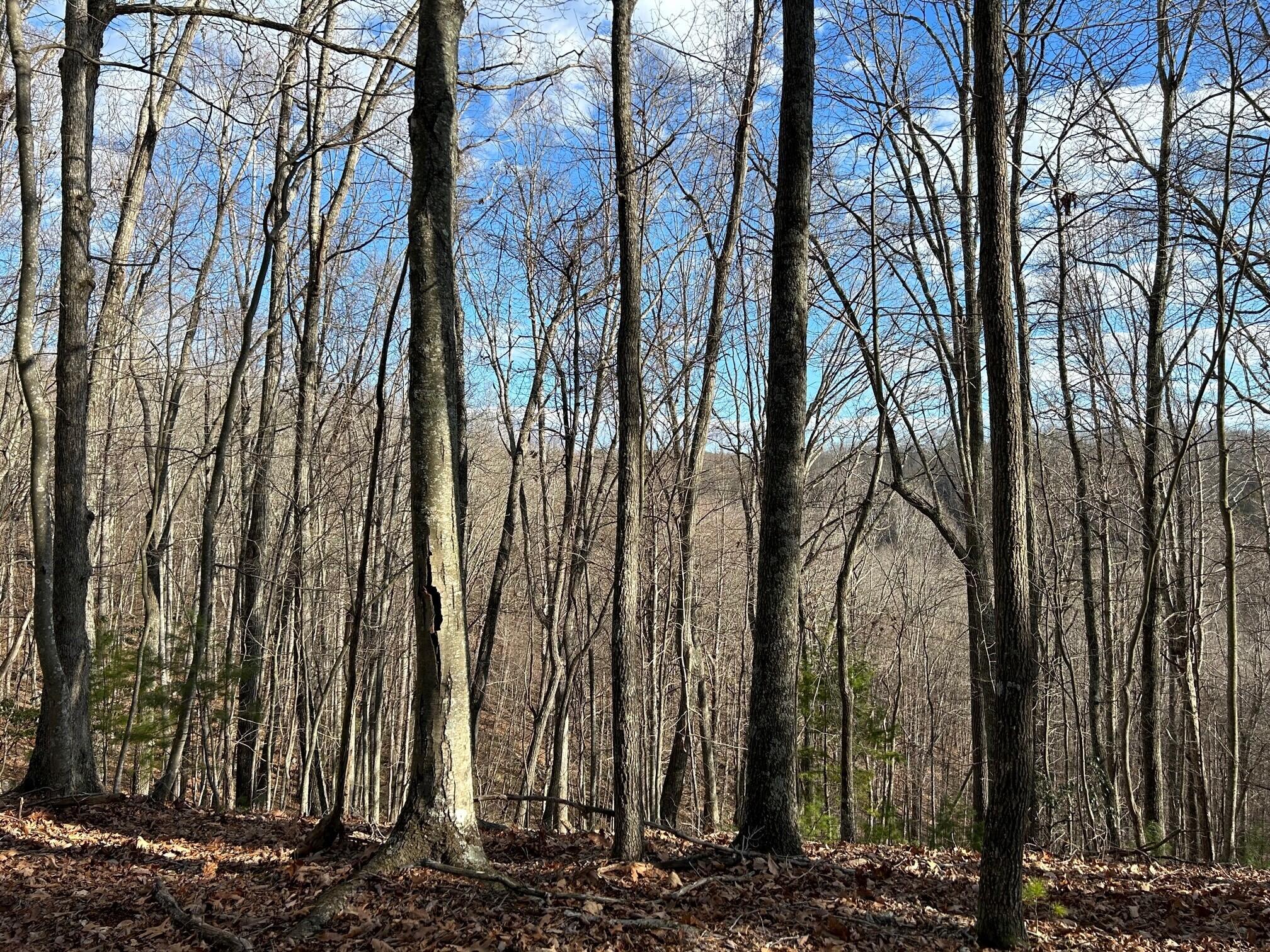 2360 Robins Fork Road Renick, WV 24966 - Photo 12 of 13 Gallery Image 12