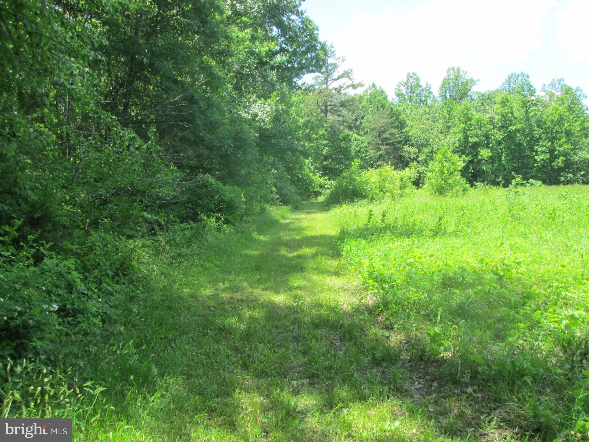 31440 Old Plank Road Locust Grove, VA 22508 - Photo 18 of 30 Small section of trees, remains of some fencing