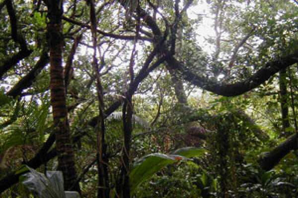 13 Beach Road Pahoa, HI 96778 - Photo 3 of 4 a view of tree