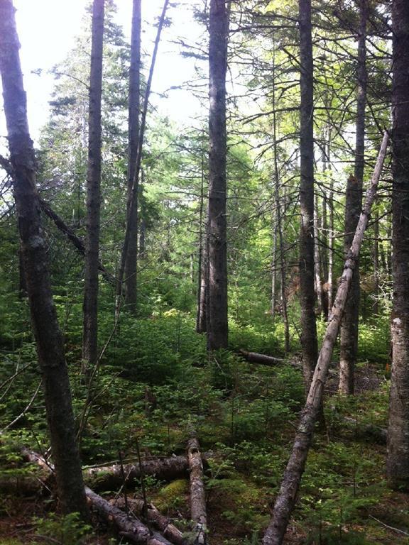0 Pretty Marsh Road Mount Desert, ME 04660 - Photo 3 of 5 Photo