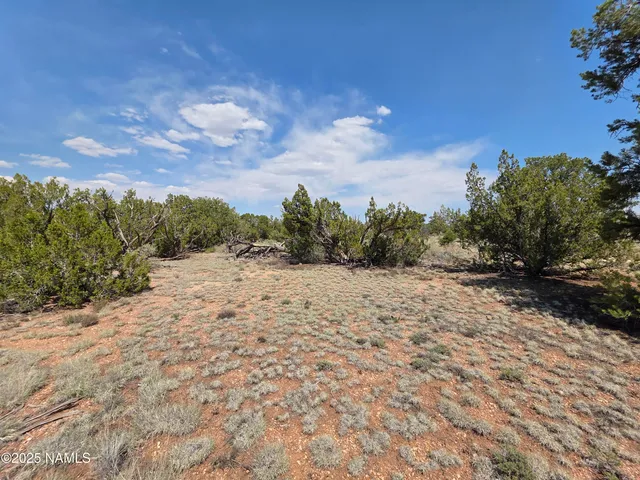a view of a dry yard with trees