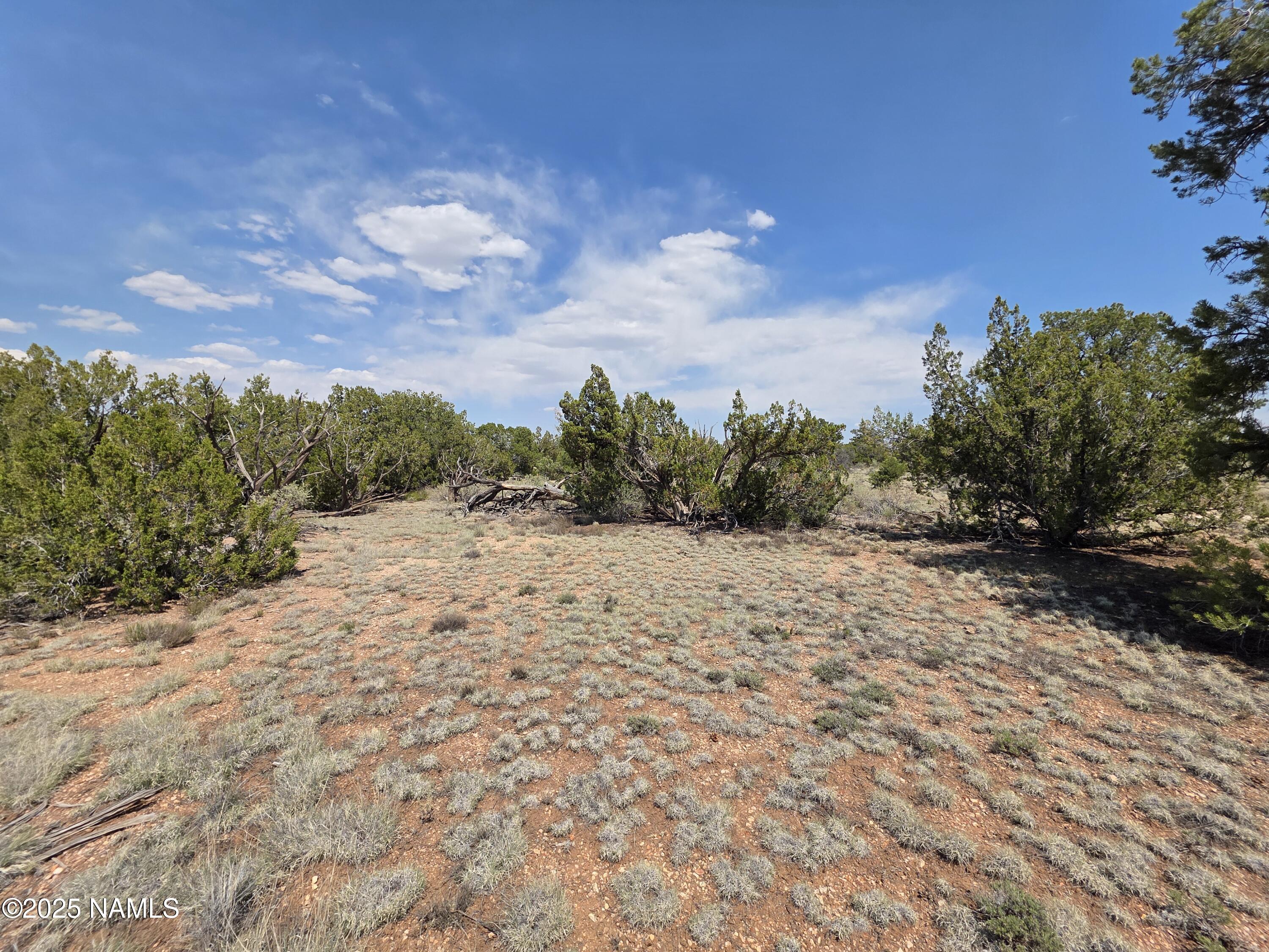 913 South Kaibab Road Williams, AZ 86046 - Photo 13 of 27 a view of a dry yard with trees