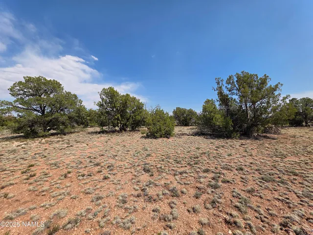 a view of a dry yard with trees