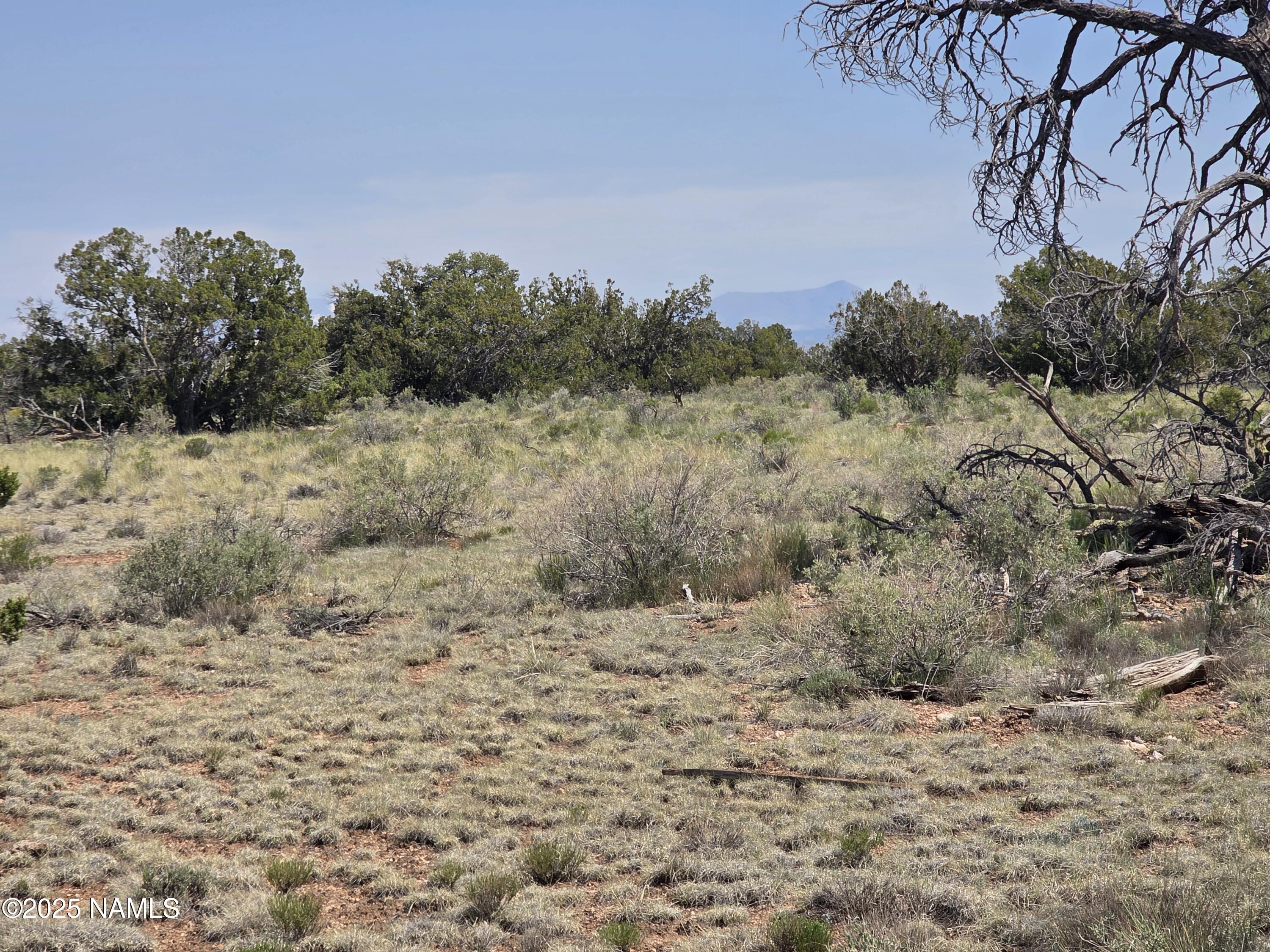913 South Kaibab Road Williams, AZ 86046 - Photo 18 of 27 a view of a dry yard covered with trees