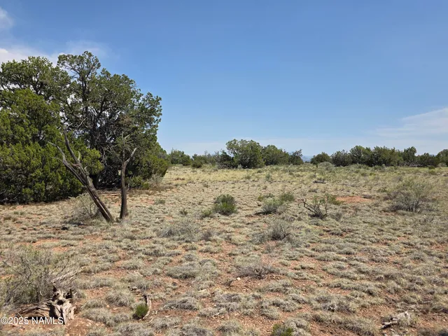 a view of a dry yard with trees