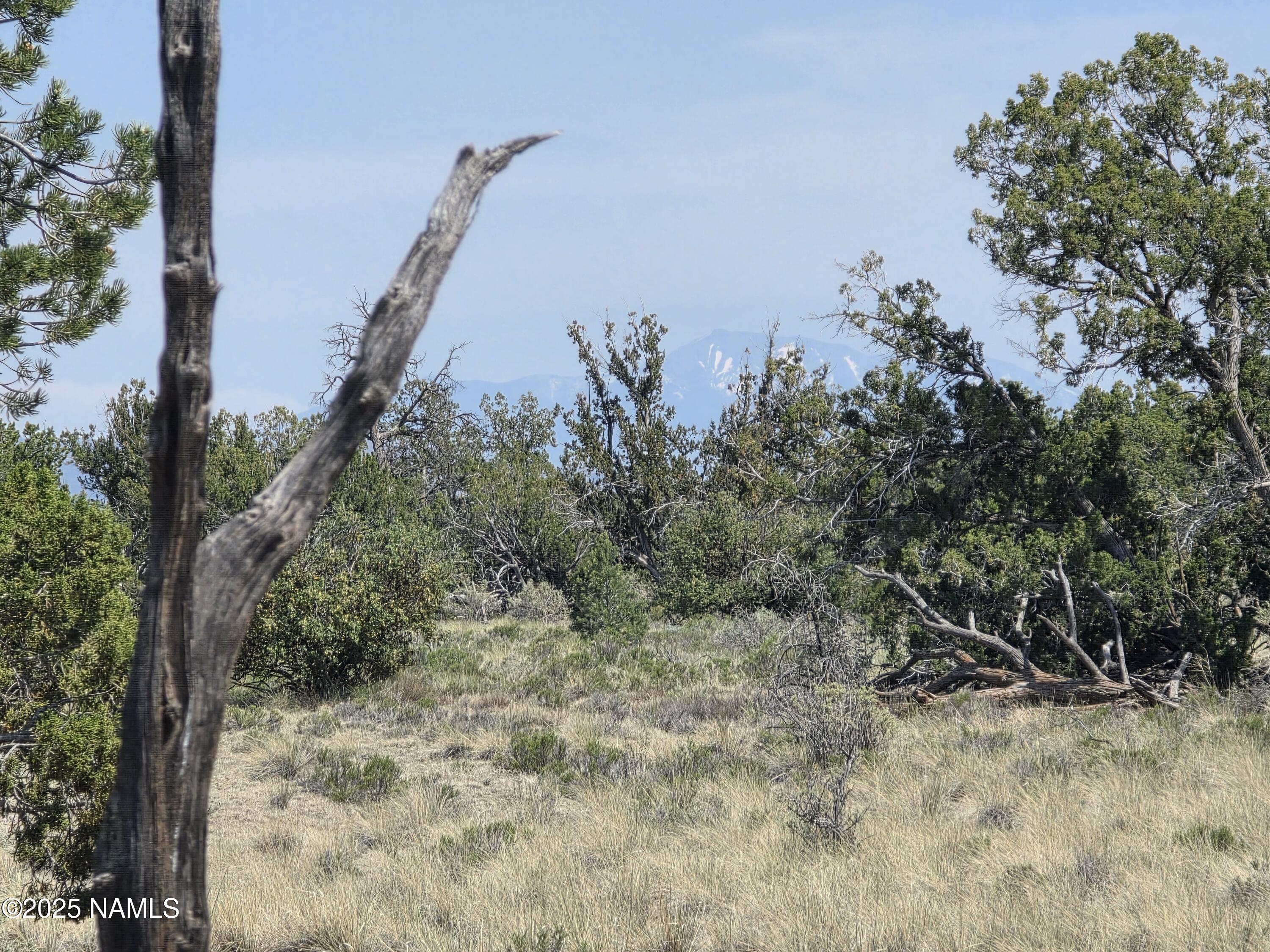 913 South Kaibab Road Williams, AZ 86046 - Photo 20 of 27 a view of a yard with a tree