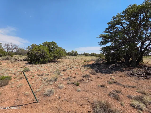 a view of a dry yard with a tree