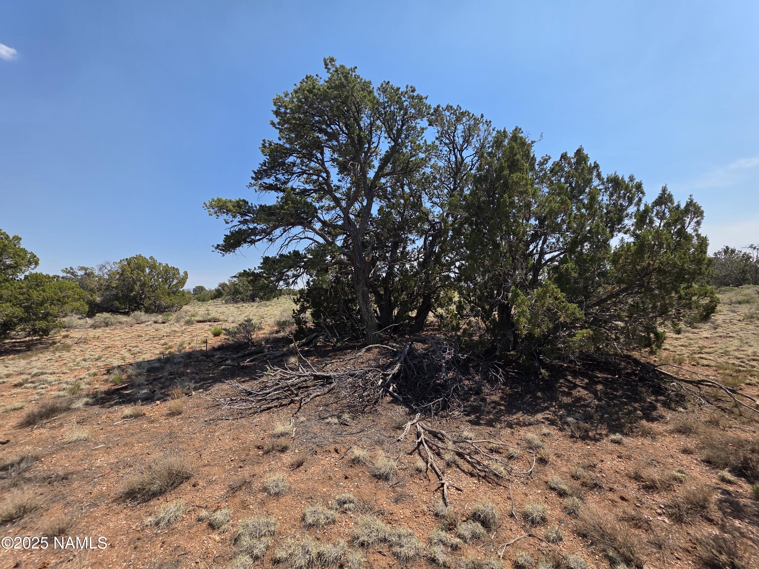 913 South Kaibab Road Williams, AZ 86046 - Photo 21 of 27 a view of a yard with a tree