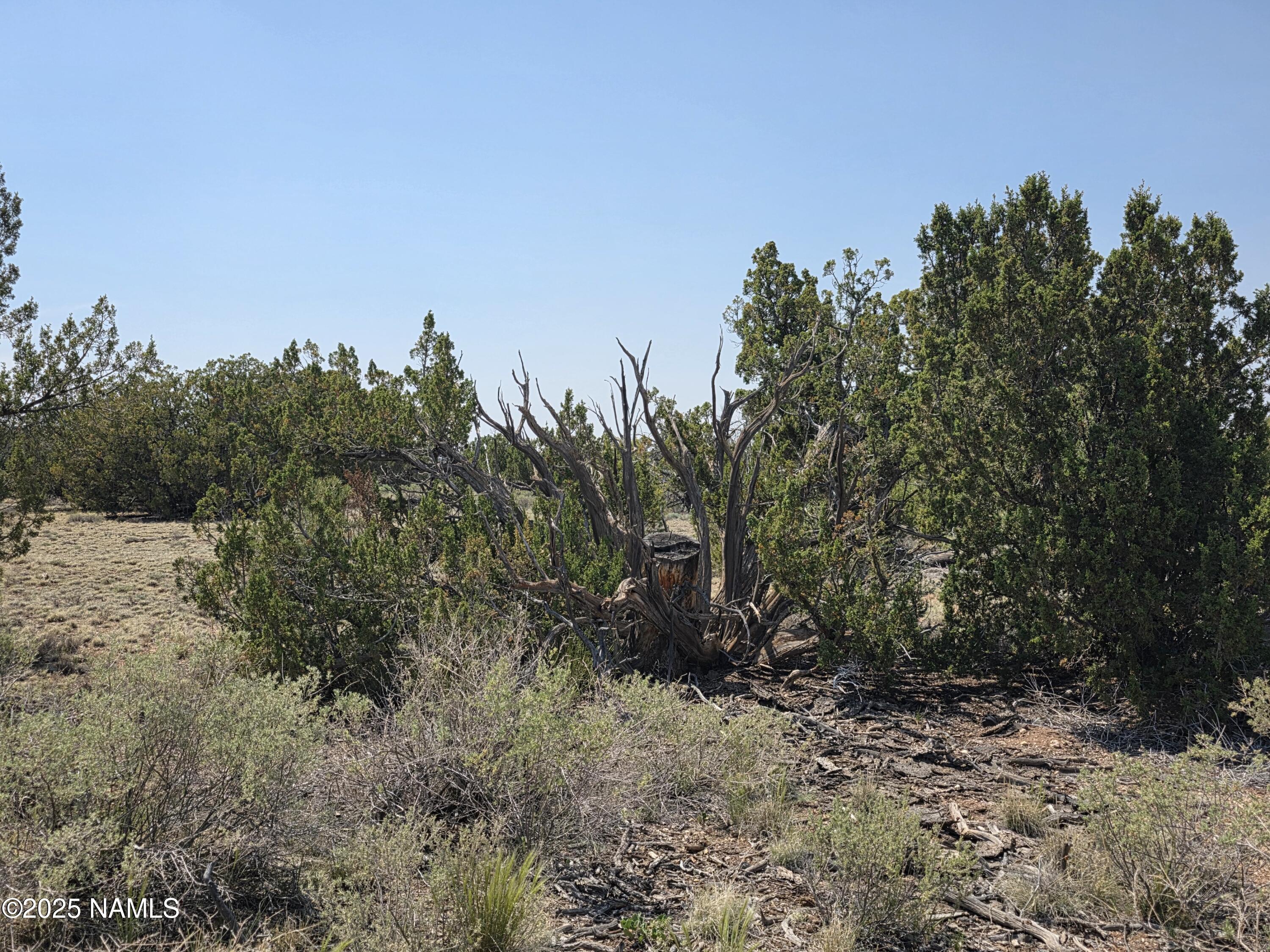 913 South Kaibab Road Williams, AZ 86046 - Photo 24 of 27 a view of a yard