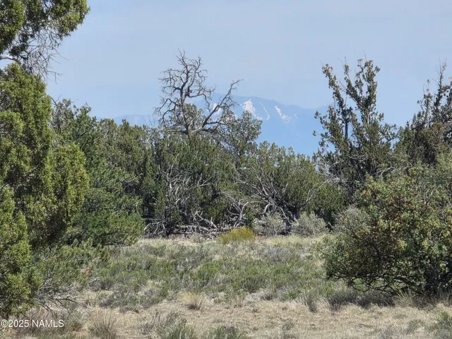 a view of a lush green forest with lots of trees